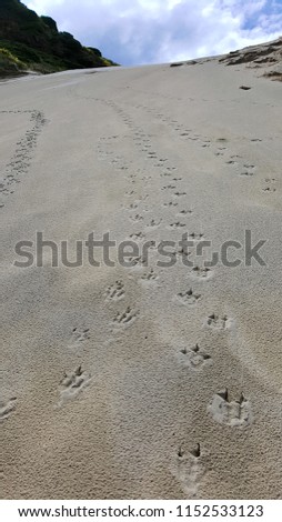 Some bird's footprints on a sandy hill along a beach.