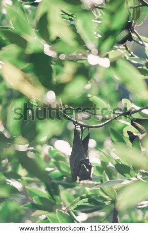 Bats hanging upside down on tree