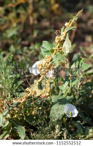 Dodder (Genus Cuscuta) is The parasite wraps the stems of plant cultures with yellow threads and sucks out the vital juice and nutrients