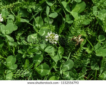 Blossoming white clover (Dutch clover, Ladino clover, Trifolium repens)  on a green meadow.