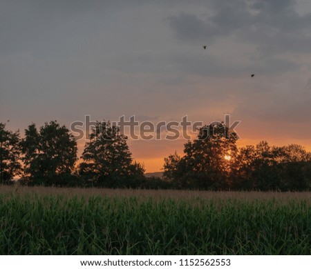 Beautiful sunset with flying birds, stormy sky