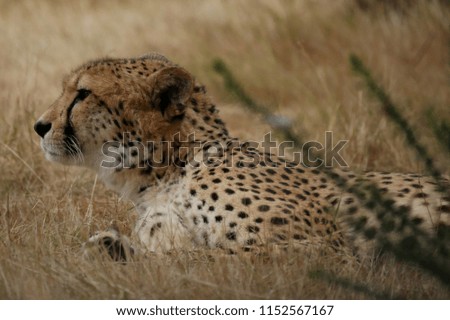 Cheetah keeping watch. Looking sideways. 
