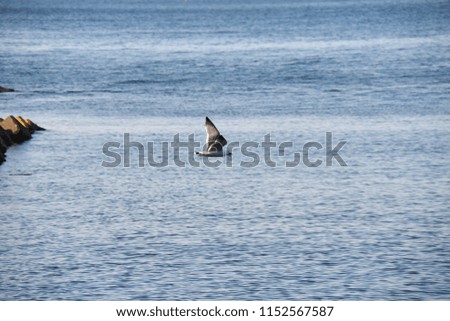 Scenery portrait of the sea bird with ocean viewing