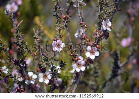 Pink and white flowers and buds of the Peach blossom Tea Tree Leptospermum squarrosum, family Myrtaceae, growing in heath on the coast track, Royal National Park, Sydney, New South Wales, Australia