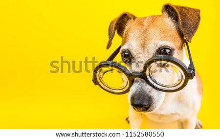 yellow banner. Back to school. dog in glasses. Cool nerd style