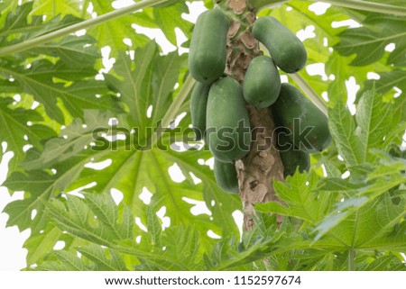 Organic green papaya on tree with fruits