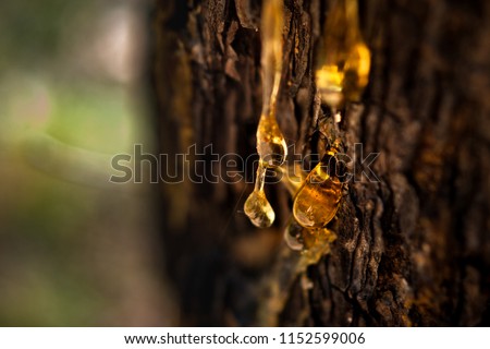 Organic life concept: leaking bright yellow drops of pine tar, resin, with a spider web on a dark tree bark background, sunny summer day Royalty-Free Stock Photo #1152599006