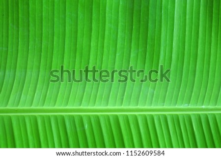 Fresh banana leaf for background