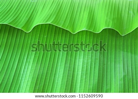 Fresh banana leaf for background