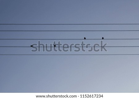 Birds on a wire. Music scale concept.