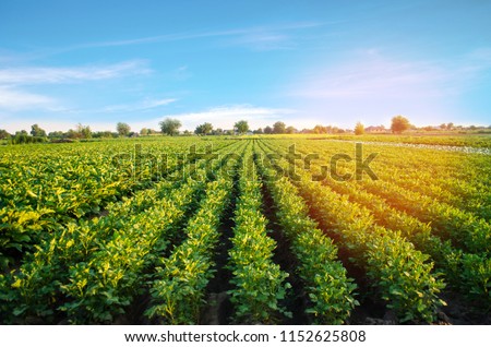 potato plantations grow in the field. vegetable rows. farming, agriculture. Landscape with agricultural land. crops Royalty-Free Stock Photo #1152625808