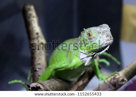 baby green iguana