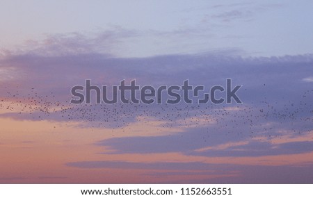 Clouds background, pink-blue clouds at sunset, flock of birds