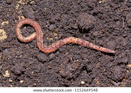 Earthworm dendrobena symbolically dissolving infinity symbol