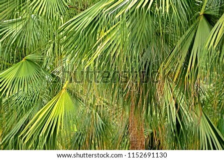 Palm tree texture