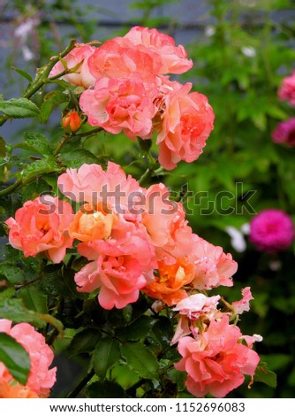 Miniature roses  pink, salmon, apricot
