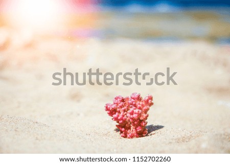 Stylishly beautiful seashell coral on sand background on sea