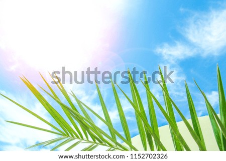 Beautiful palm tree on the sea shore background