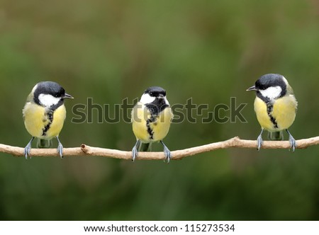 Three great tit birds on a twig Royalty-Free Stock Photo #115273534