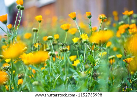 Beautiful floral background image for design. Stock photos