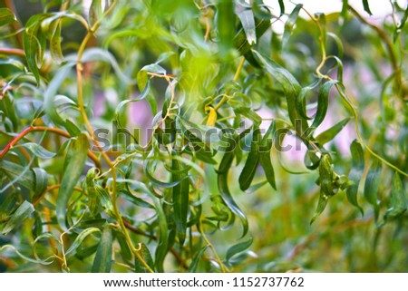 Beautiful image of green foliage. Leaves background for design. Stock photos