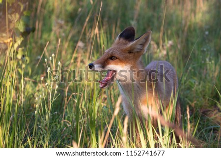 fox with an interesting facial expression in the meadow.