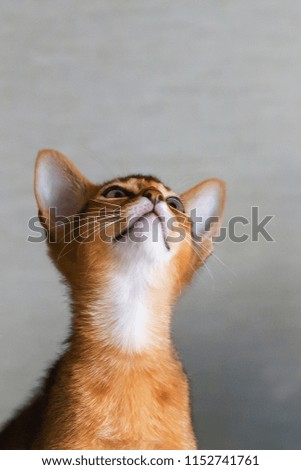 curious and a little kitten on gray background