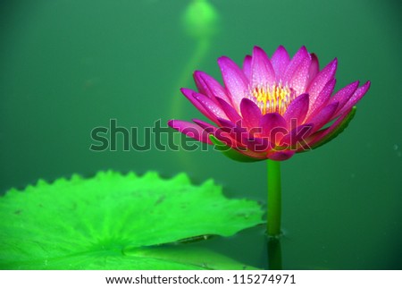 yellow lotus in parks