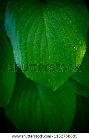 leaves hosts close-up, green flower leaves