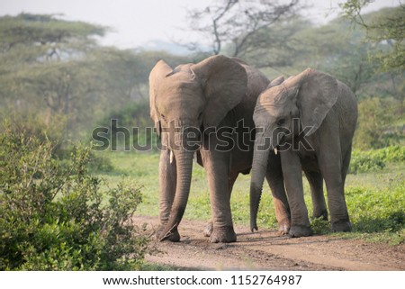African bush elephant (Loxodonta africana), Ndudu Nationalpark, Tansania