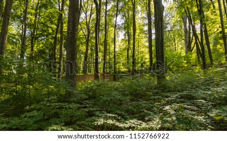 forest at Silver Mountain in Krakow Royalty-Free Stock Photo #1152766922