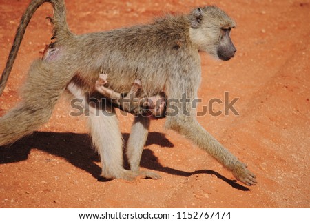 Close up picture of a monkey carrying a baby.