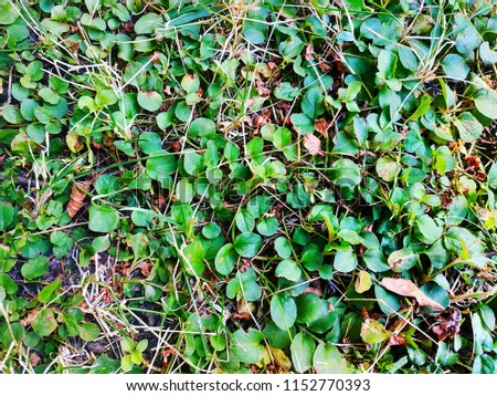 background image, picture of a lawn, plants on the ground, leaves and grass.