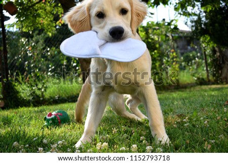 Five months Golden Retriever playing in the green grass with a slipper. Royalty-Free Stock Photo #1152793718