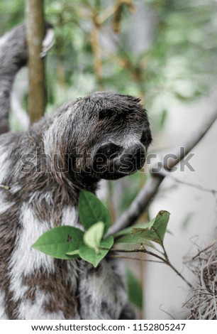 Brown throated sloth (Bradypus variegatus) climbing tree