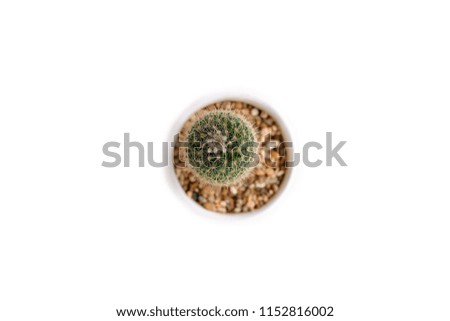 Top view Cactus on white wooden floor