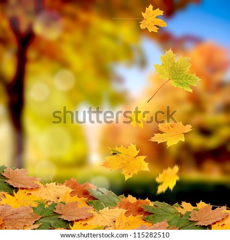 Beautiful Autumn Background With Maple Leaves