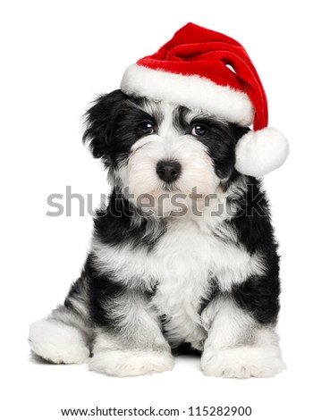 Cute sitting Bichon Havanese puppy dog in a Christmas - Santa hat. Isolated on a white background
