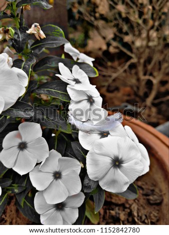 black n white flower heads 