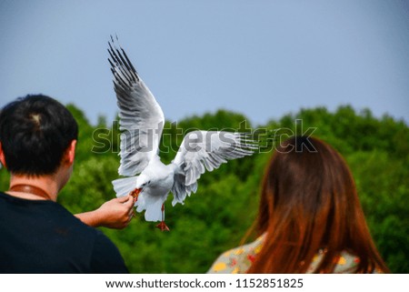 Seagulls are spreading their wings beautifully to hover food from tourists at Bangpoo, Thailand.Bird watching sites are popular in Thailand.           
