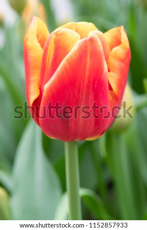 Tulipa Double Late Grp High Roler
