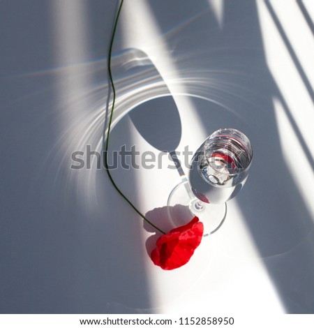 Red poppy flower with long stem lies on white table with contrast sun light and shadows and wine glass with water closeup in square top view