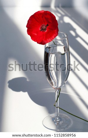 Red poppy flower on wine glass with water on white background sunlight beautiful curly shadows closeup