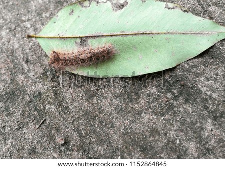 Caterpillar on green leaf that fell on the cement floor.