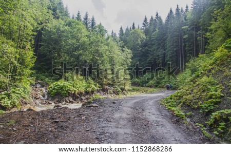 Carpathian summer forest. Ukraine. East Europe