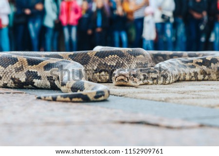 The big snake lies on the square in front of a group of people