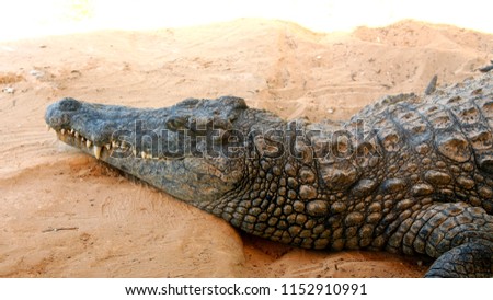 giant crocodile on sand in africa close up it was very dangerous to take this picture