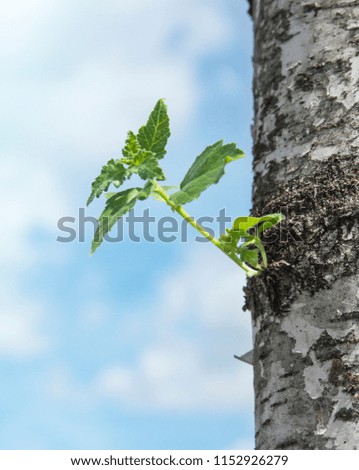 against the blue sky from the trunk of a birch a small sprout of green leaves 