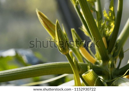 Flower of a Zucchini plant (Cucurbita pepo)
