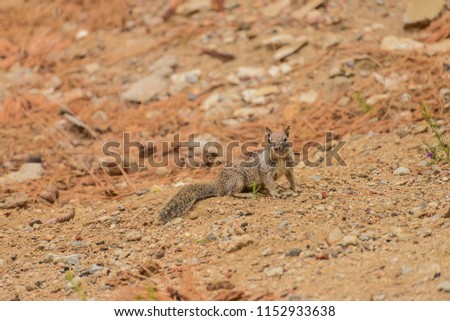 Chipmunk in the woods